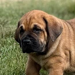 Fawn no collar - Fawn male Cane Corso puppy in Paris, Texas from Knucklehead Cane Corso