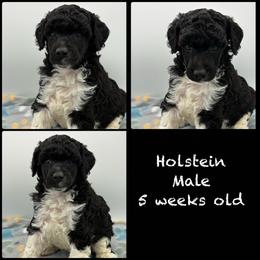 Holstein - Parti male Poodle puppy in Grass Valley, California from Sapphire Ridge Poodles