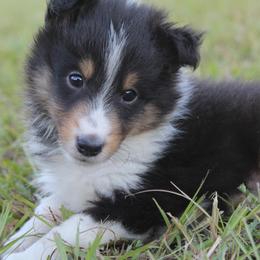 Shetland Sheepdog Puppies from Retter Ridge