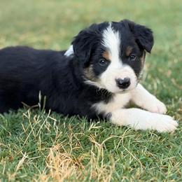 Toby - Tri-color male Border Collie puppy in Binger, Oklahoma from JM Cattle Co