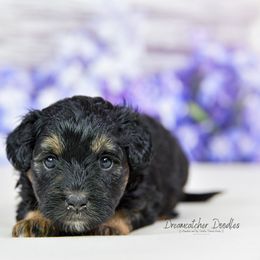 Aussiedoodle Puppies from Dreamcatcher Dogs