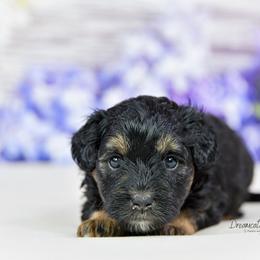 Aussiedoodle Puppies from Dreamcatcher Dogs
