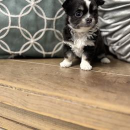 Kate Spade - Blue and white female Chihuahua puppy in Davenport, Florida from Clan Cordovathone