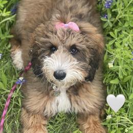 Bernedoodle Puppies from Sweet Pea Bernedoodles