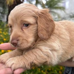 Monte (Boy 2) - Cream male Dachshund puppy in Corona, California from M & M Doxies