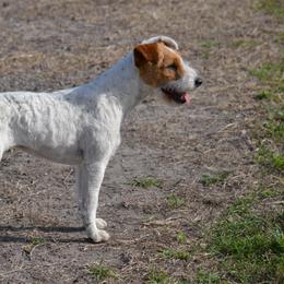 GiGi  - Jack Russell Terrier