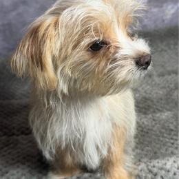 Bear - Gold and white male Shorkie puppy in Ocala, Florida from Yorkie  And Shih Tzu Love