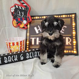 Mr. Friendly - Black and silver male Miniature Schnauzer puppy in Bell, Florida from West of the Rhine Miniature Schnauzers