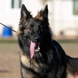 Kiwi - German Shepherd