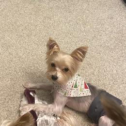 Bandit - Yorkshire Terrier