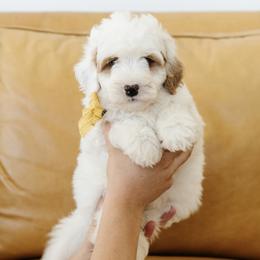 'Porky' Yellow Collar Male Medium Bernedoodle - Yellow and white male Bernedoodle puppy in Kamas, Utah from A + E Farms