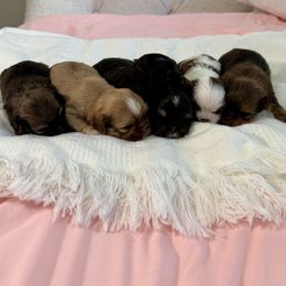 Shih Tzu puppies from JAB