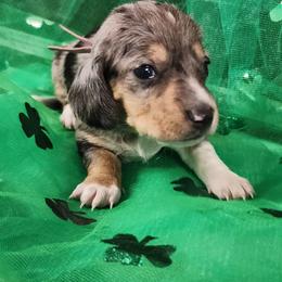 Polly - Dapple female Dachshund puppy in Anaconda, Montana from Williams Family Dachshunds