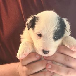 Rome - Black and white male Border Collie puppy in Lebanon, Oregon from Cahill’s Canines