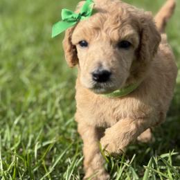 Miss Green Collar (video) - Apricot female Poodle puppy in Screven, Georgia from Dreamland Standard Poodles