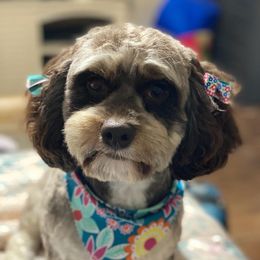 Sabie - Cockapoo