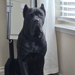 El Jefe De La Muerte - Cane Corso