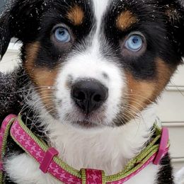 Miniature Australian Shepherd Puppies from Potomac River Aussies