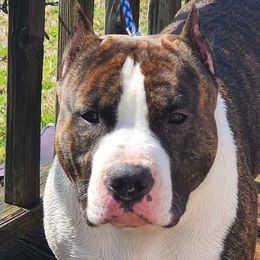 Kai - American Staffordshire Terrier