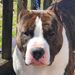 Kai - American Staffordshire Terrier