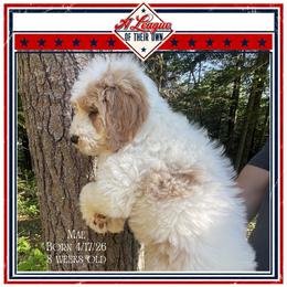 Mae - Parti female Goldendoodle puppy in North Conway, New Hampshire from Arbor Grace Doodles
