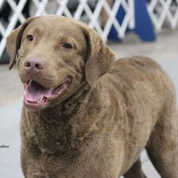 Chesapeake Bay Retrievers from Topwater Chesapeakes