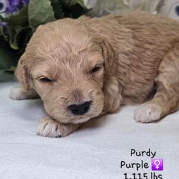 Purple - Apricot female Goldendoodle puppy in Rockledge, Florida from Stormie's Doodles