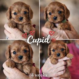 Cupid- Green - Ruby male Cavalier King Charles Spaniel puppy in London, Arkansas from Frosty’s Cavaliers