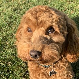 Australian Labradoodles from Ohana Labradoodles