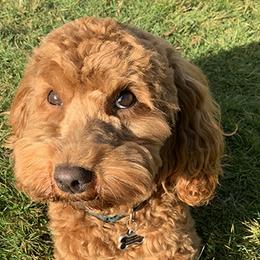 Australian Labradoodles from Ohana Labradoodles