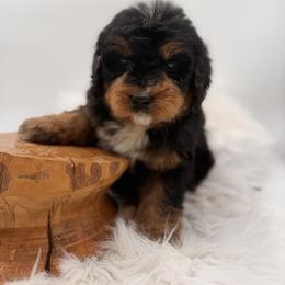 Free Dive - Tri-color male Bernedoodle puppy in Ocala, Florida from Bernedoodles of Florida