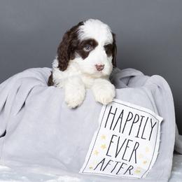 Australian Labradoodle Puppies from Napa Valley Australian Labradoodles