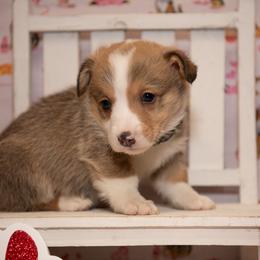 Green - Sable male Pembroke Welsh Corgi puppy in Dobson, North Carolina from Clover S Farm