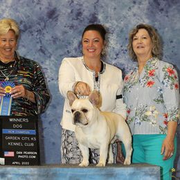 Kingston - French Bulldog