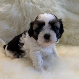 Coco - Tricolor female Shih Tzu puppy in Long Beach, California from Shih Zu’s of Long Beach