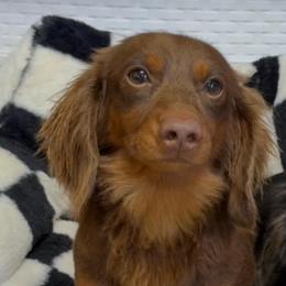 Maverick - Dachshund
