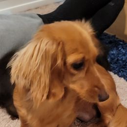 Beanie - Dachshund