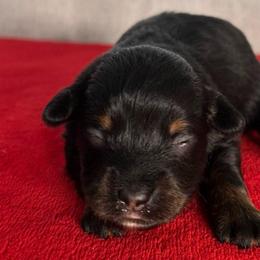 Amber - Black tri female Miniature Australian Shepherd puppy in Sulphur, Louisiana from Triple J Aussies and Corgis