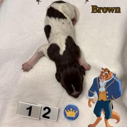 Beast - Liver roan male German Shorthaired Pointer puppy in North Branch, Minnesota from Chrishelle Farm