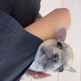 French Bulldog Puppies from McKay’s frenchies & fluffies