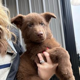 Red HC AKA Waylon - Liver male German Shepherd puppy in Terra Alta, West Virginia from Shepherd Country Farm and Kennels