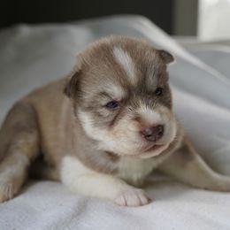 Twyla - Red and white female Siberian Husky puppy in Wiscasset, Maine from Running with Huskies