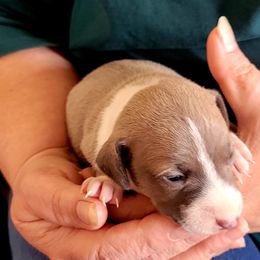 Girl 2 - Blue fawn female Italian Greyhound puppy in Monticello, Florida from Lebeck Acres