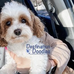 Auggie - Cavapoo