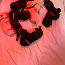 Magenta collar - Black female Labrador Retriever puppy in Washington from Jarvis Family Labradors