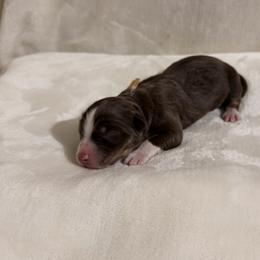 Girl 2 - female Australian Shepherd puppy in Dundee, Ohio from Aussies Of Circle H