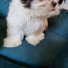Shih Tzu Puppies from Jannete's Shih Tzus