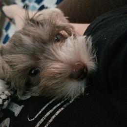 Miniature Schnauzer Puppies from Circle R Ranch