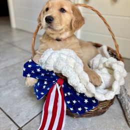 Golden Retriever Puppies from Haven of Hope Golden Retrievers