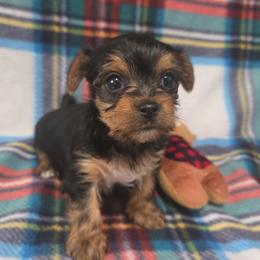 Traditional Boy - Blue and gold male Yorkshire Terrier puppy in Lakeland, Florida from You Me & The Yorkies